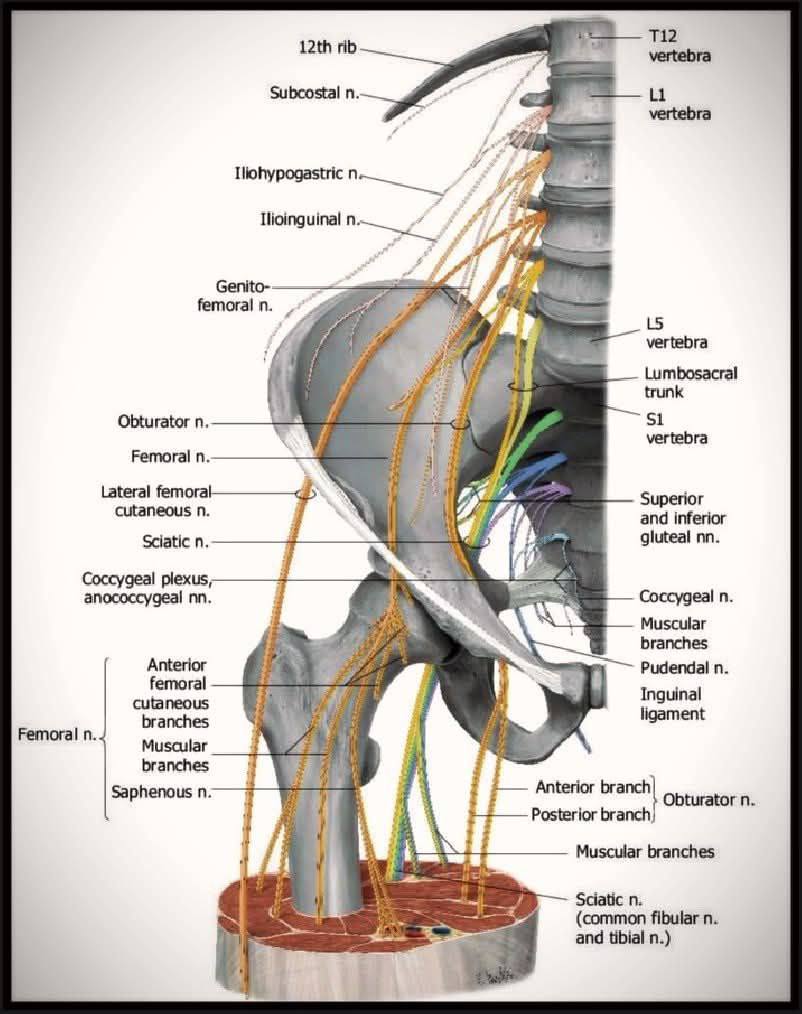 Nerve anatomy diagram